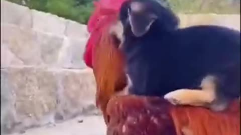 Amazing Puppy and Rooster friendship