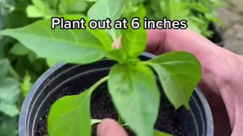 How To Grow Peppers 🫑