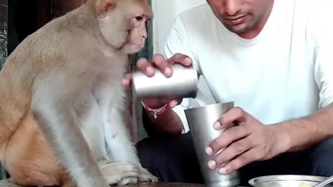 Monkey drinking lemonade