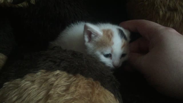 Fringes the blue eyed kitten up close and personal