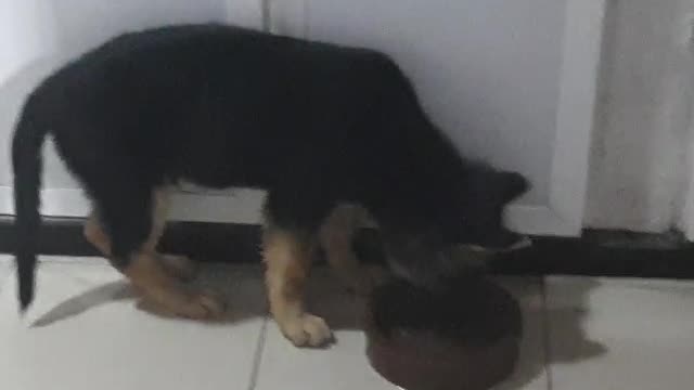 Little Puppy Playing with pot (german shepherd puppy)