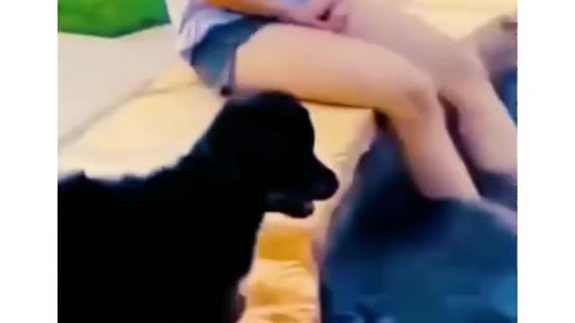 Cat funny video