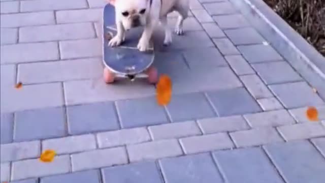 English Bulldog Loves Skateboarding