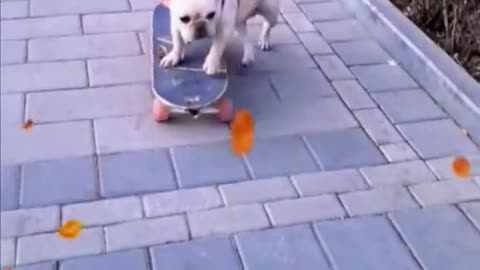 English Bulldog Loves Skateboarding