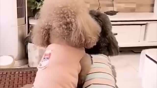 Cat & dogs faniast moment