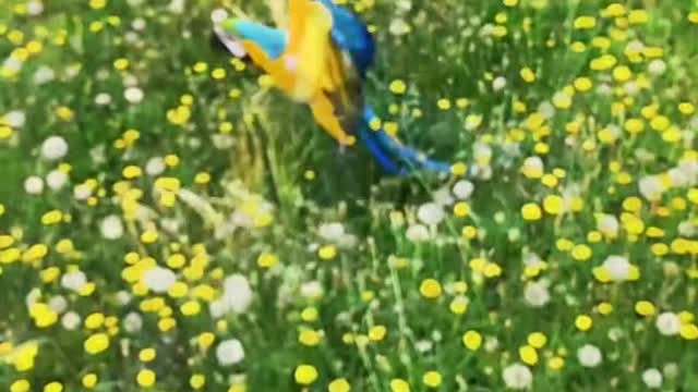 freeflight#macaw