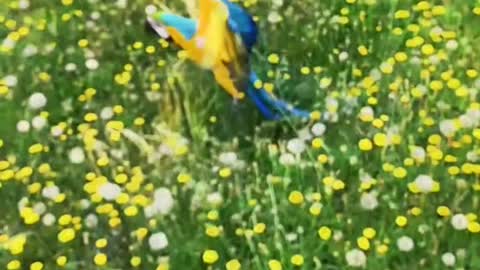 freeflight#macaw