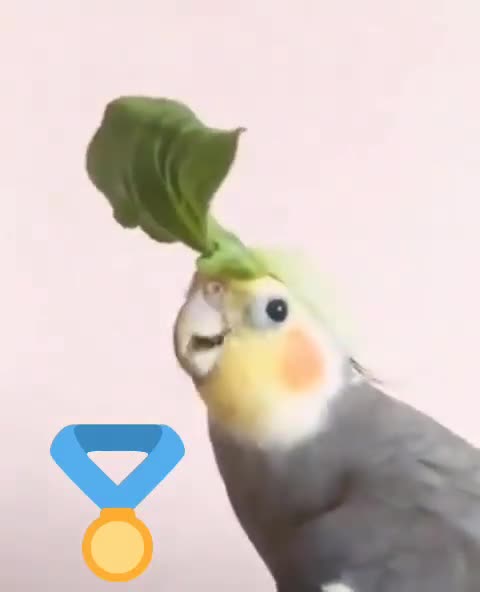 Watch the beauty and soul of a parrot bird singing in a gentle voice