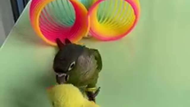 Amazing Parrot Videos #cute baby