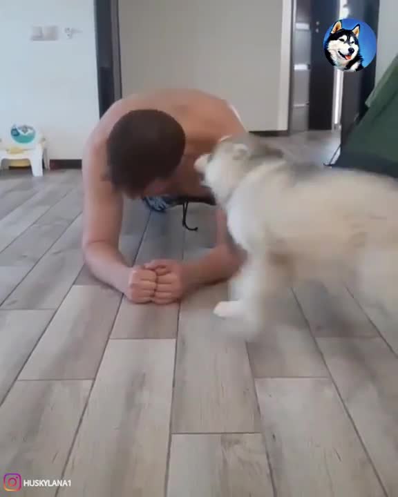 Who Knew Husky Puppies Could BeThe Best Workout Partners!