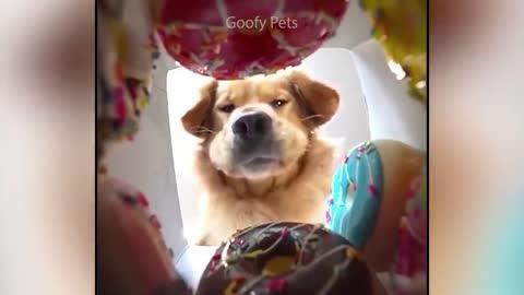 Funny Dog Cake Reaction Compilation Pets Kingdom