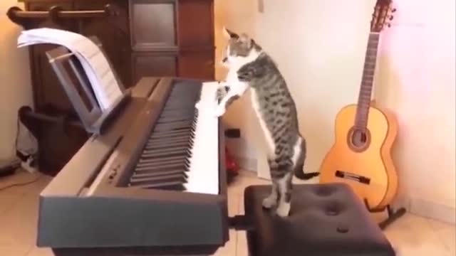 The cat playing the piano got caught on camera while playing the piano