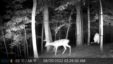 The Woods – 08/20/2022