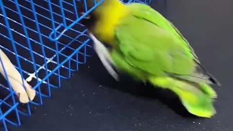 High skill parrot playing