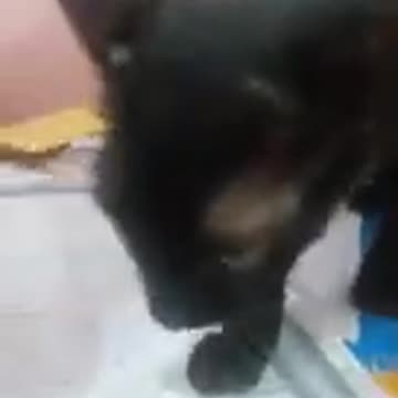 How 🤔 the cat study?🤣🤣🤣🤣