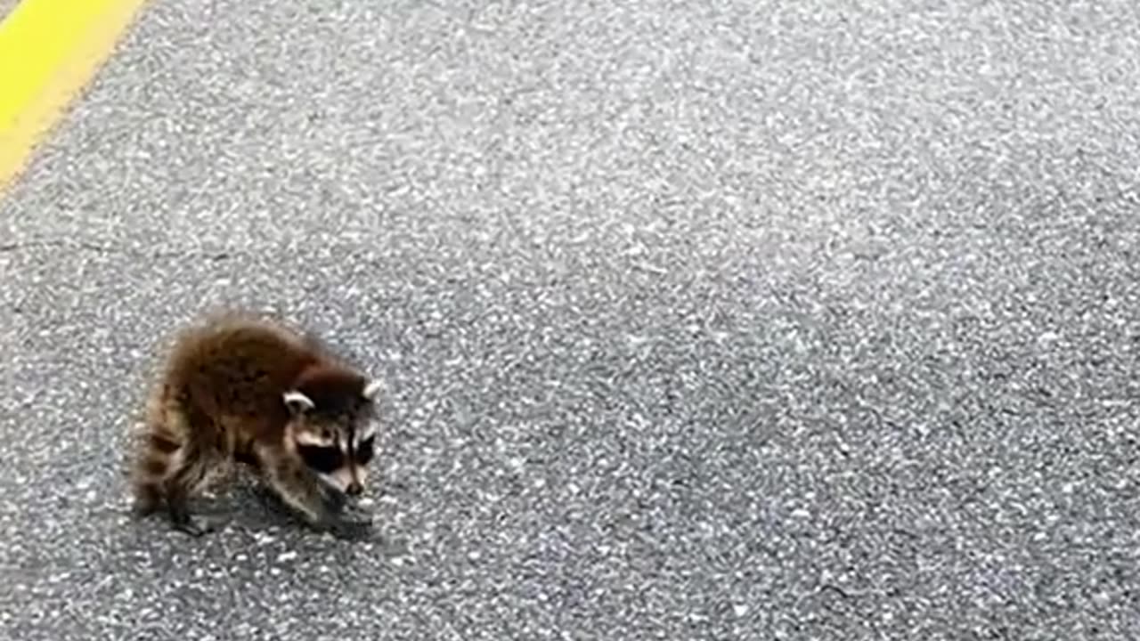 Man saves a baby raccoon in a trash bag and the ending is great