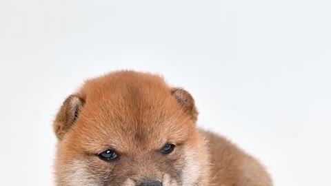 Best Dog For Home Videos Funny Animal & Pets (Dog) Compilation Chines Tiktok 2021 Dog Home