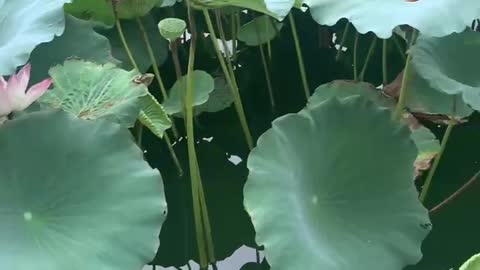 Lotus