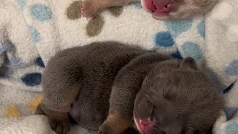 Sleeping Bulldog