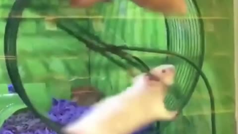Alvin Superstar Is Pranking By His Brother