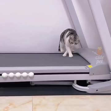 Funny animal|funny animals video|try not to laugh| cute & funny| cat video shorts