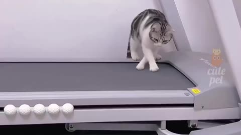 Funny animal|funny animals video|try not to laugh| cute & funny| cat video shorts