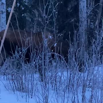 Moose in Houston, Alaska.....again!