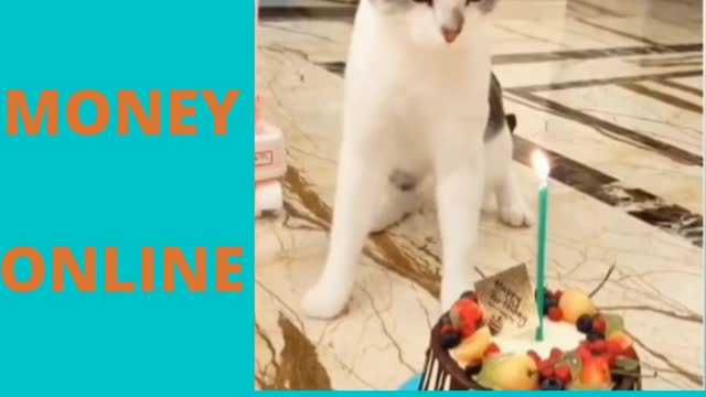 Baby cats - cute and funny cat videos compilation