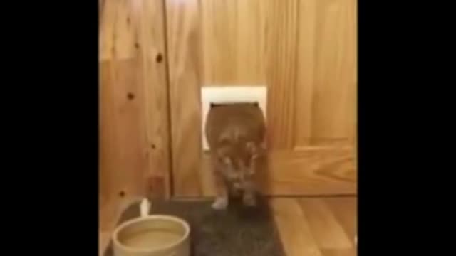 Funny Cats part I