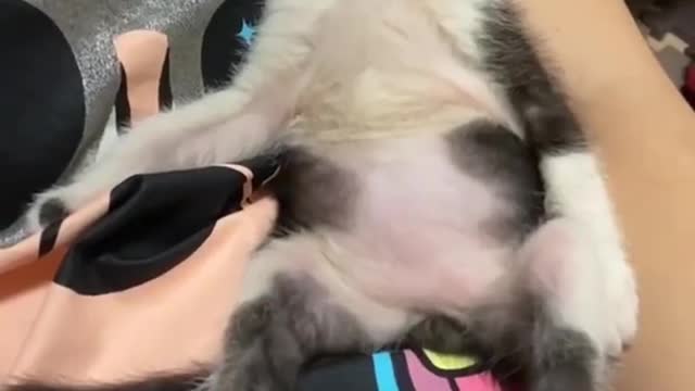 funny and cat funny videos