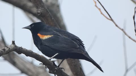 Stunning Footage Of Red-winged Blackbird In Tree