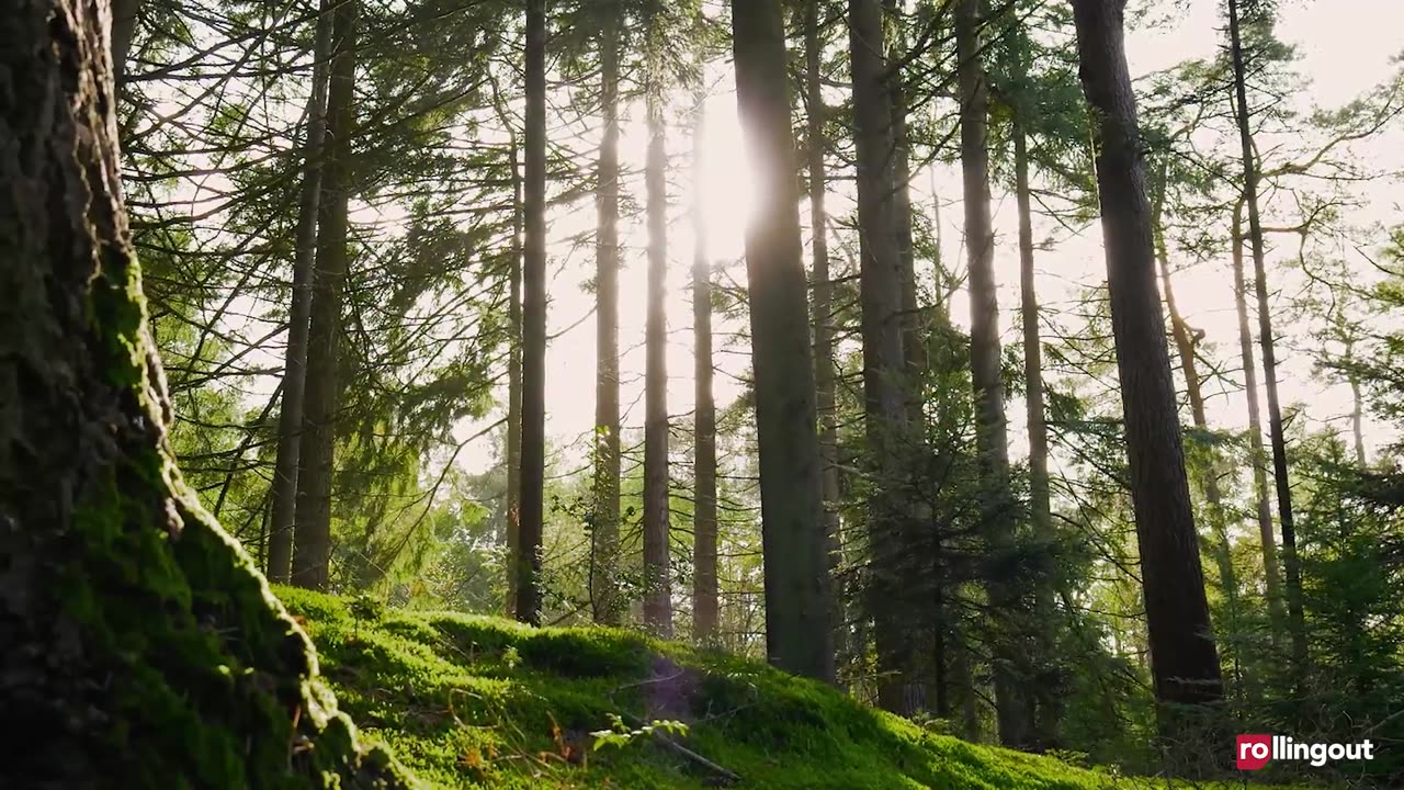 Peace & Purpose - Rays of Resilience