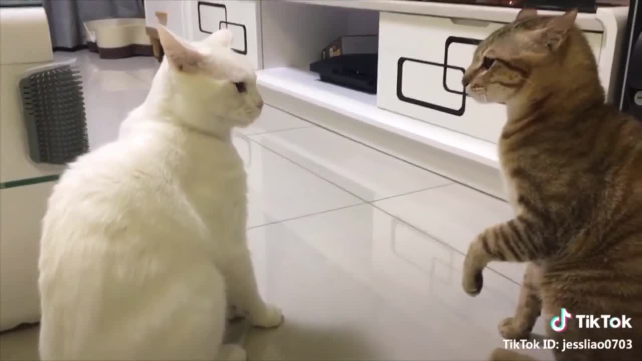 Cute cats talking and playing around