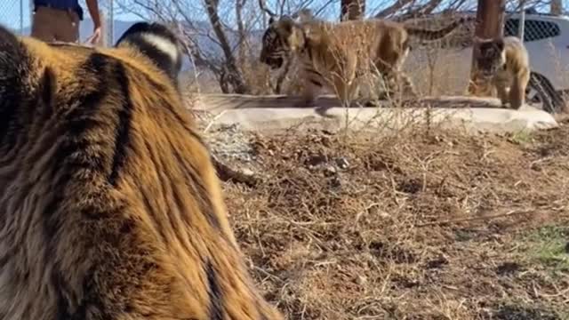 Are the two little tigers running behind her her babies?