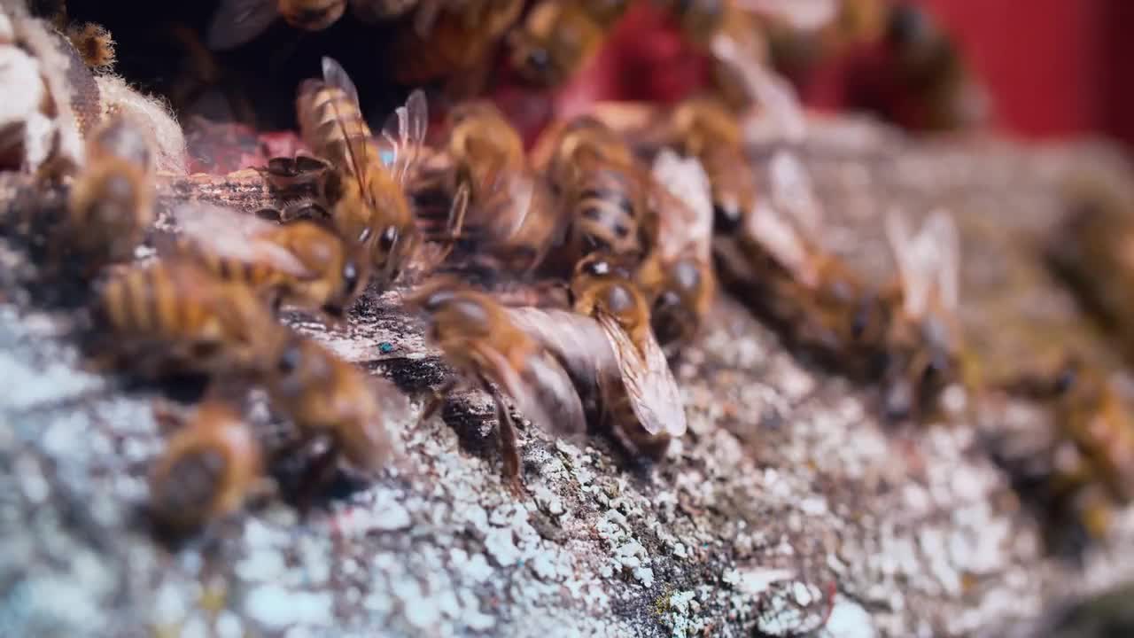 A group of honey bees fly into the hive through the letochki