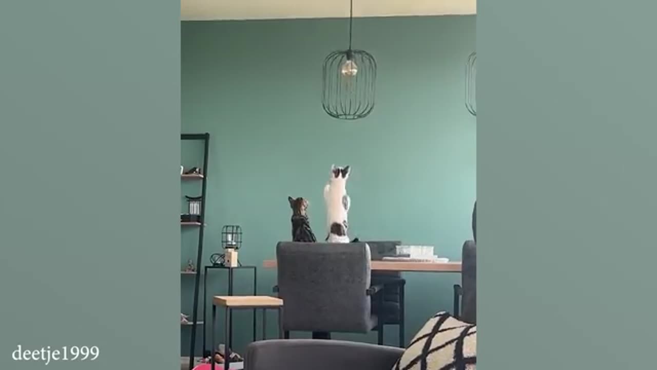 Cats are the BEST at Making us LAUGH