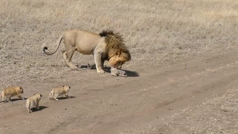 Lion dad tries to ditch his kids