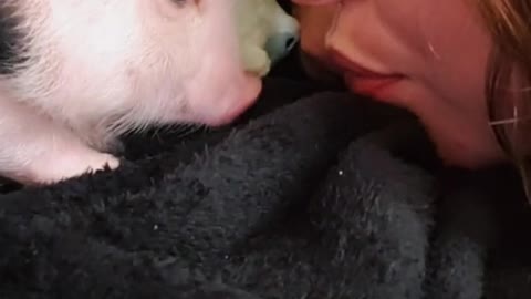 charming little pig