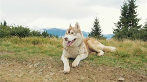 Siberian Husky Vs Sharp Pie. You need to watch this before you pet one of the dogs.