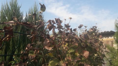 Autumn Clematis