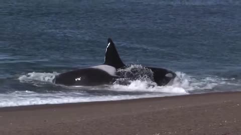 Killer Whale Attacks seal On beach