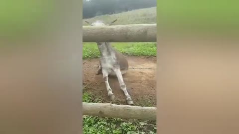 La la dog asks the donkey to roll