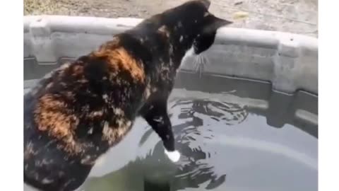 ANIMAL WALKING ON WATER SHOCK🙄🙄