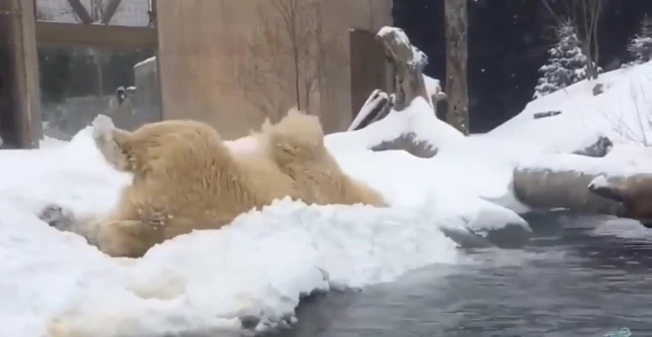 Winter madness in the performance of a polar bear