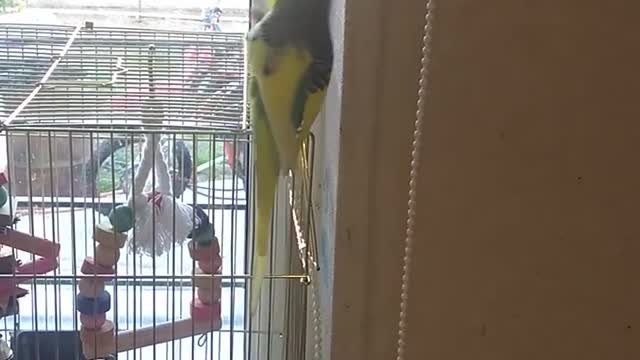 Parakeet loves music and dance