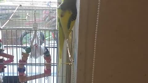 Parakeet loves music and dance