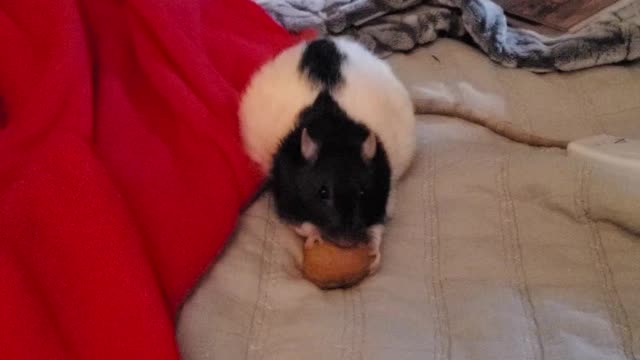 Pearl enjoys her walnut