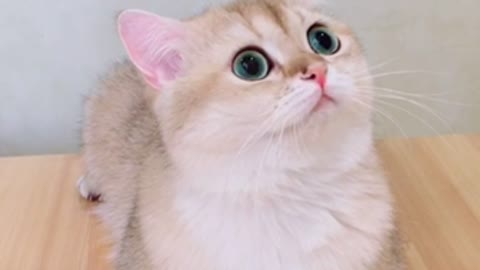 I’ve never seen such a cute cat.