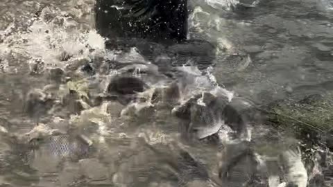 Hunting fish...