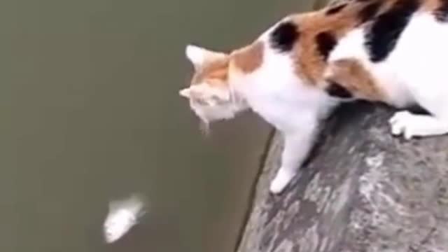 Catching Fish - Cute and Funny Cat Videos Compilation #shorts